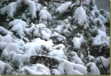 Foggy and frosty Sunday - snow on branches