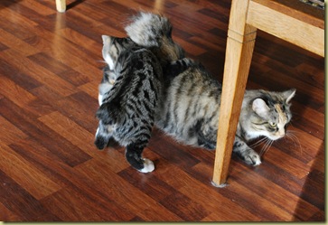 Lillis playing with Aunt Rosa - just before the new owners arrived