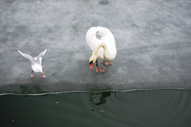 [Opera - Tenor Swan and Castrate Singer[3].jpg]