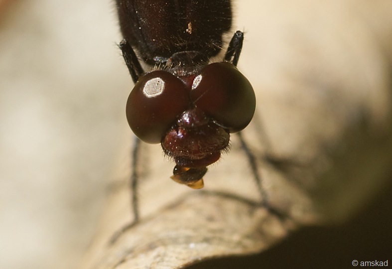 [_DSC6901_ka[3].jpg]
