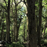 Forest on Cerro Faulkner