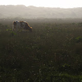 Cow by the beach