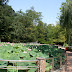 Trip 3563 Baile Felix Nymphaea lotus thermalis.JPG, Romania, Baile Felix