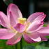 Trip 3574 Baile Felix Nymphaea lotus thermalis.JPG, Romania, Baile Felix
