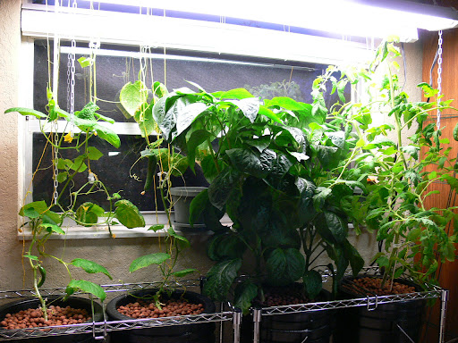 Tomato+plant+flowers+drying+up