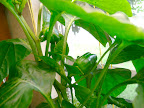 Bell Peppers at 13 weeks in a bucket.