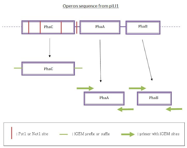 Strategy with PCR