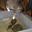 Chloe playing with turtles