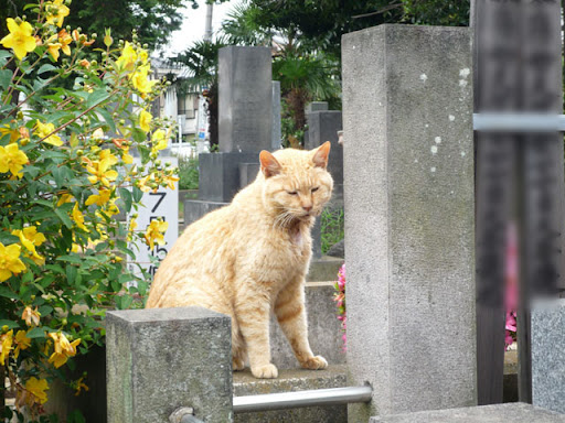 谷中霊園ねこ10 谷中霊園ねこ10