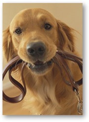[Dog_Lease[3].jpg]