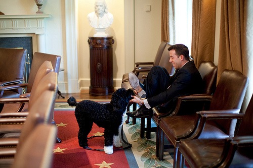 [President Obama Dog2[3].jpg]