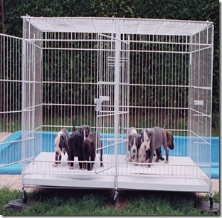 PetsVentura Wire Kennel PetsVentura Wire Kennel