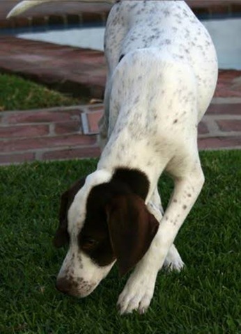 [perro perdido 1[6].jpg]