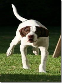perro perdido 2