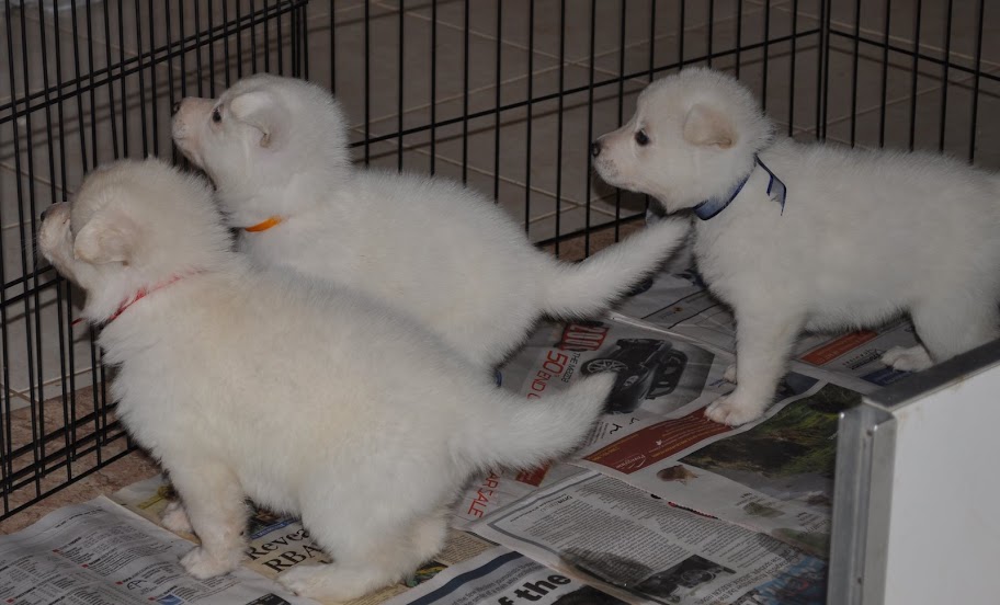  The C Litter One Month Old