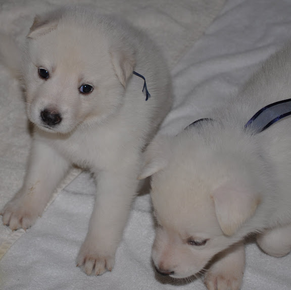  The C Litter One Month Old