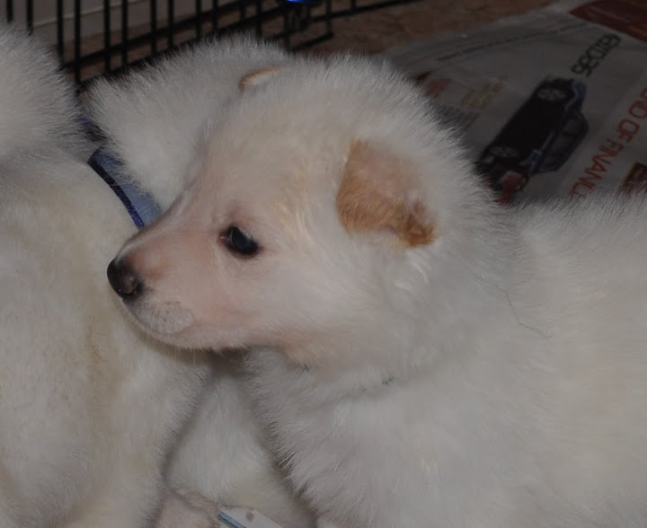  The C Litter One Month Old