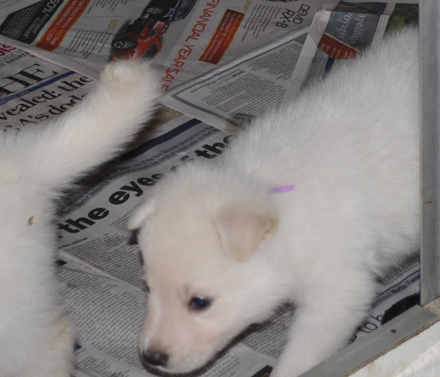  The C Litter One Month Old