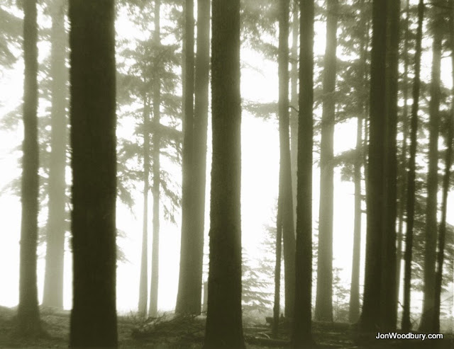 Forest for the Trees