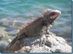 iguana 002_Vga iguana 002_Vga