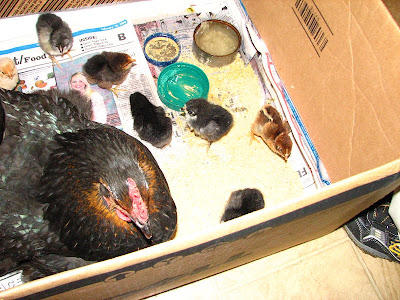 Eggs hatched from Dawn Suiter