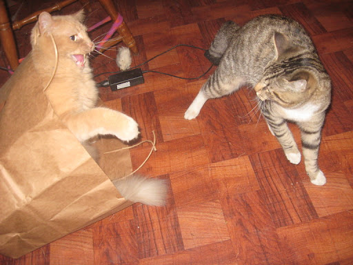 Cat In Bag Bag In River. is King of the Paper Bag.