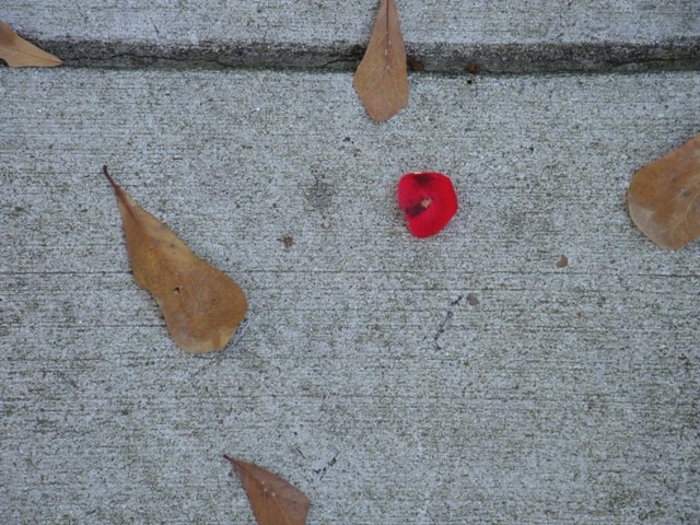 [PetalPath_WEB43.jpg]