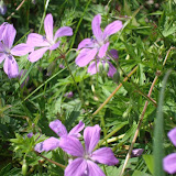 DSC01055.jpg