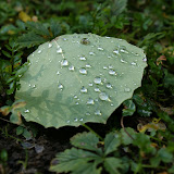 DSC02717.JPG