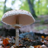 DSC02755.JPG