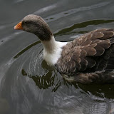 ballikayalar2008_365.jpg
