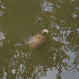 ballikayalar2008_410.jpg
