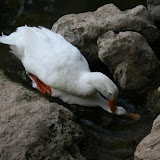 ballikayalar2008_417.jpg
