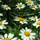 bilecik_058.jpg