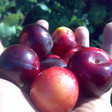 020720081521bh7.jpg