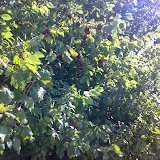 020720081517zq3.jpg