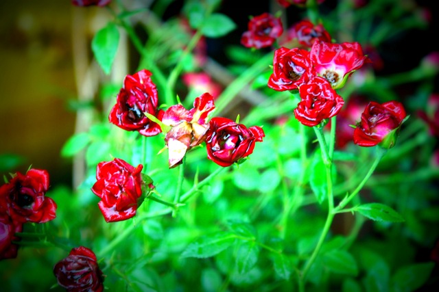 [Birthday Day 497a[2].jpg]