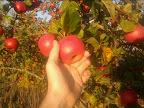 Apple tree