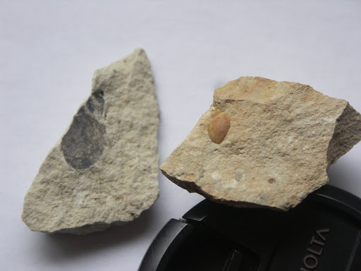 [fossiles] Fossile, avec une vraie limnée Limnée+moule+interne+(à+dte)