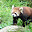  &ndash; レッサーパンダ &ndash; 30-4月-2010
