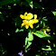 Bird's-foot Trefoil