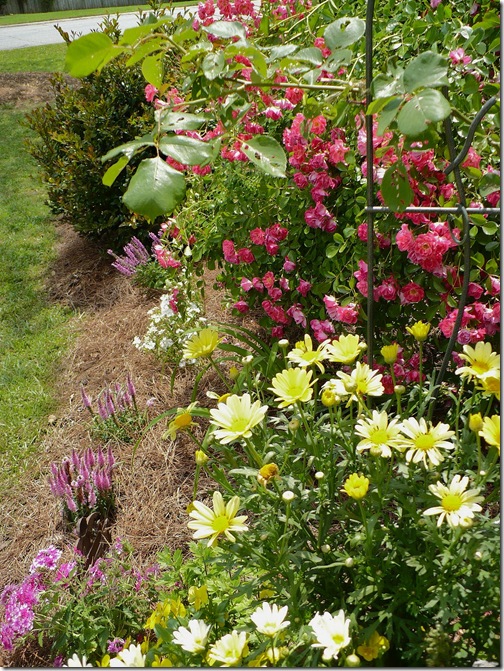 flowers flowers