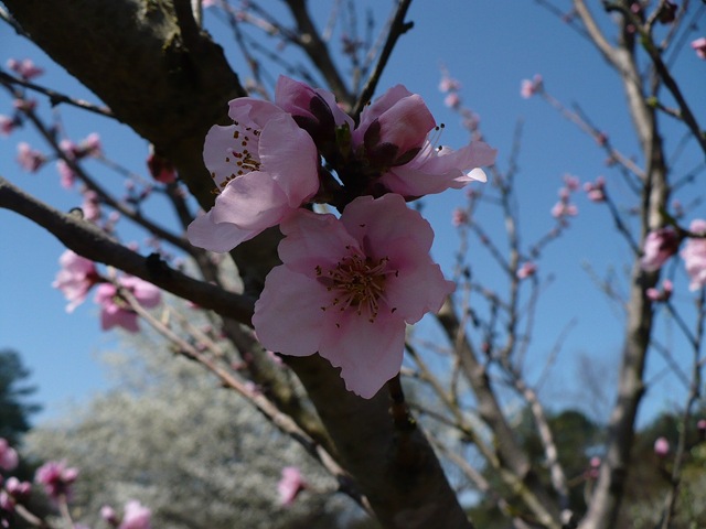 [peachblossom[3].jpg&description=The Busyness of Blogging')]