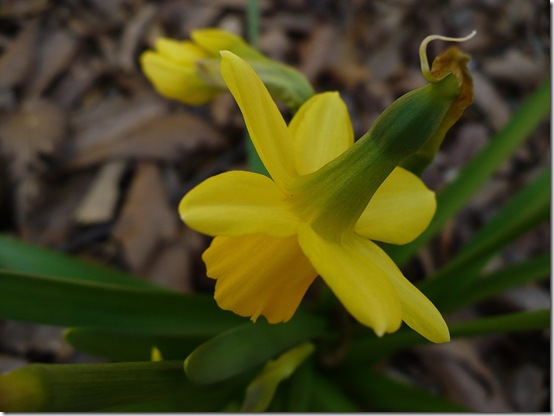 daffodil daffodil