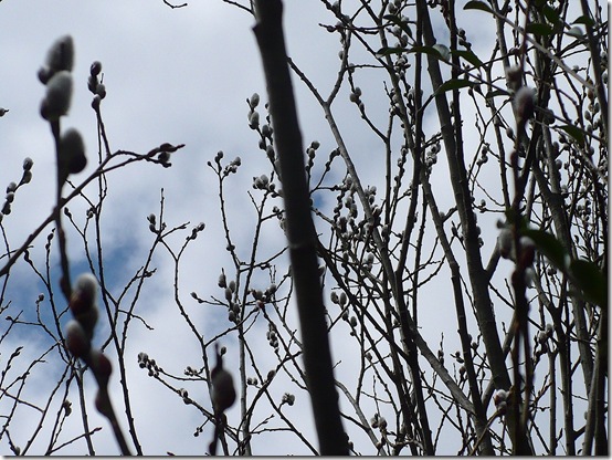 Pussywillowsdetail