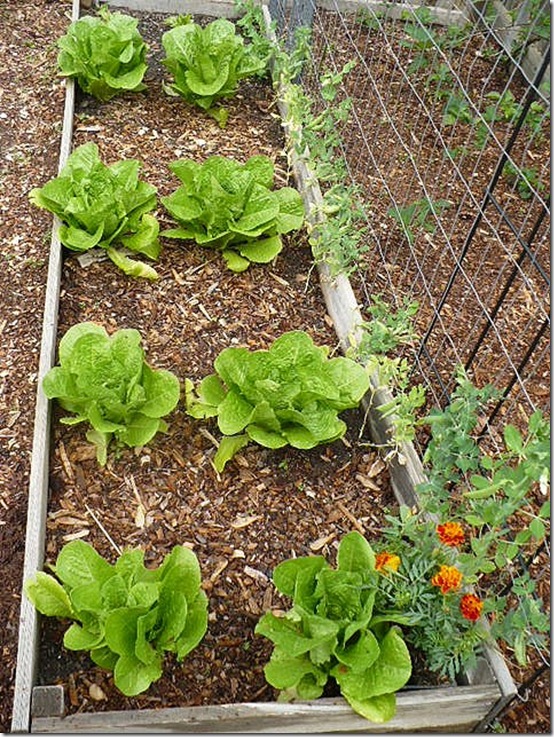 lettuce lettuce