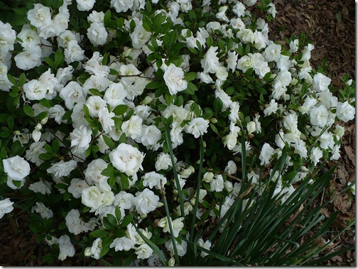 whiteazaelas whiteazaelas
