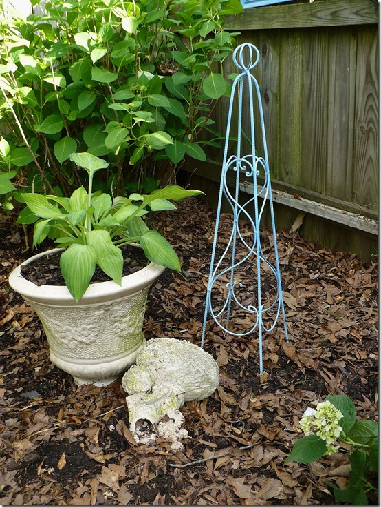 Hosta Hosta