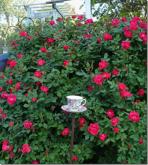 teacupbirdfeeder teacupbirdfeeder
