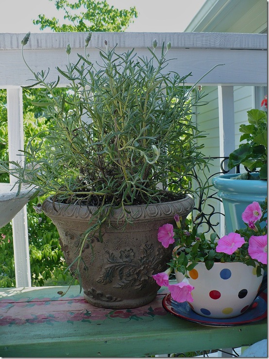 lavender lavender